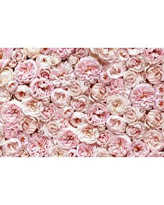 Roser -Lyserød Blomstervæg 150x220cm