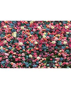 Roser -Blandede Blomstervæg